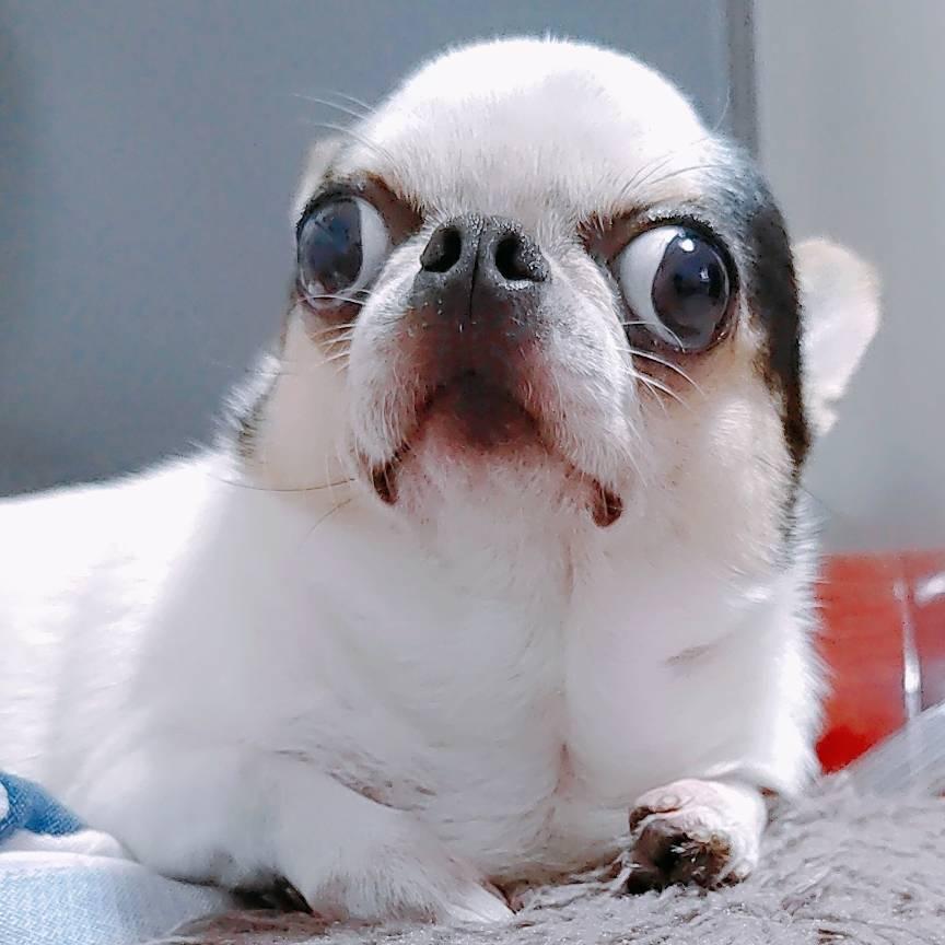 小丑娃嗨皮