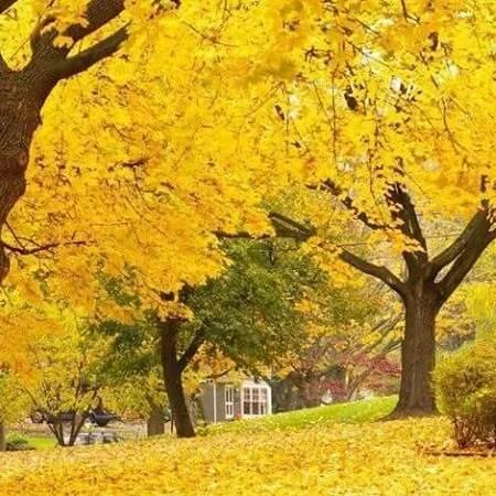 秋，似酒，味醇厚