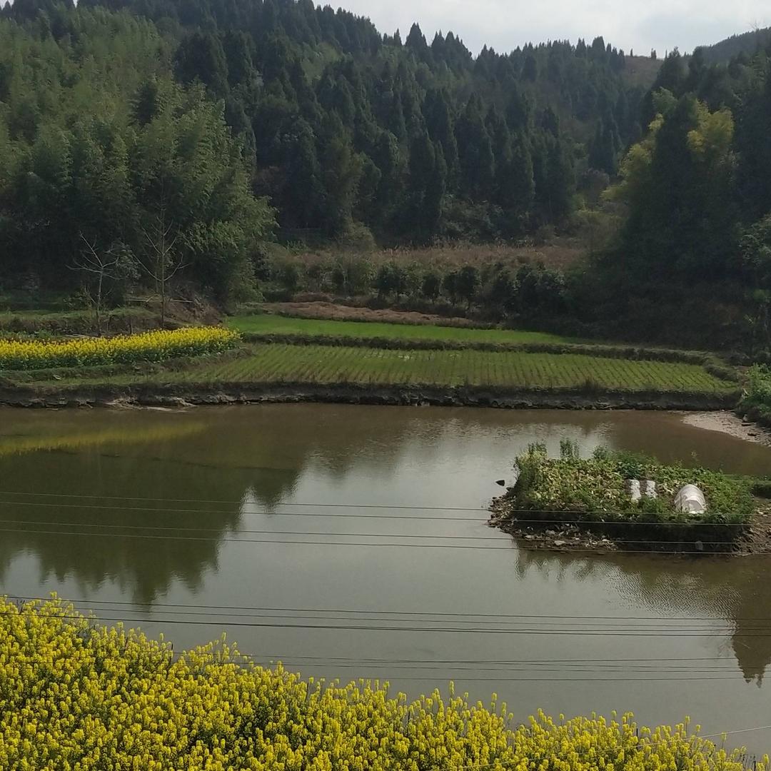 六🌲月🌲飘🌲雪