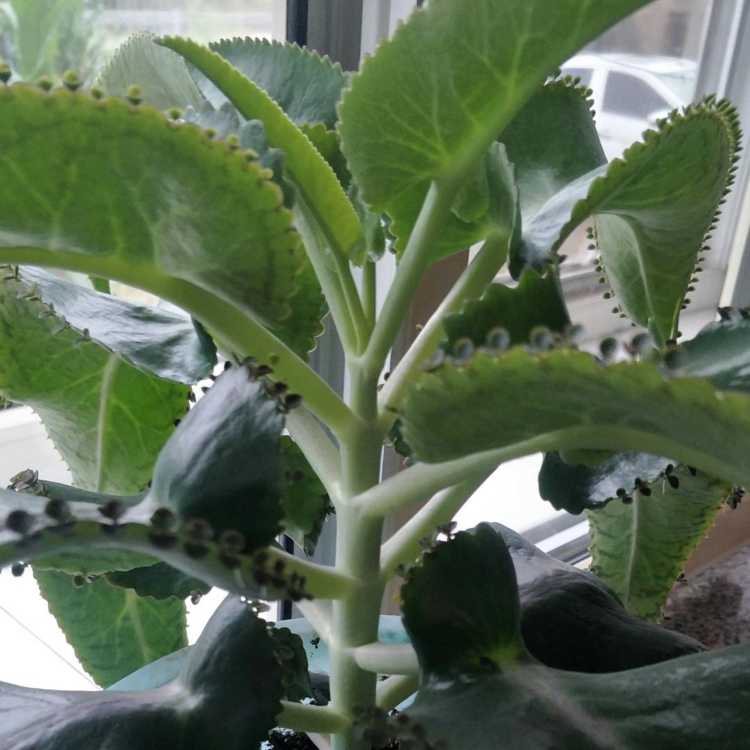 ♿️戏如人生蒙古人