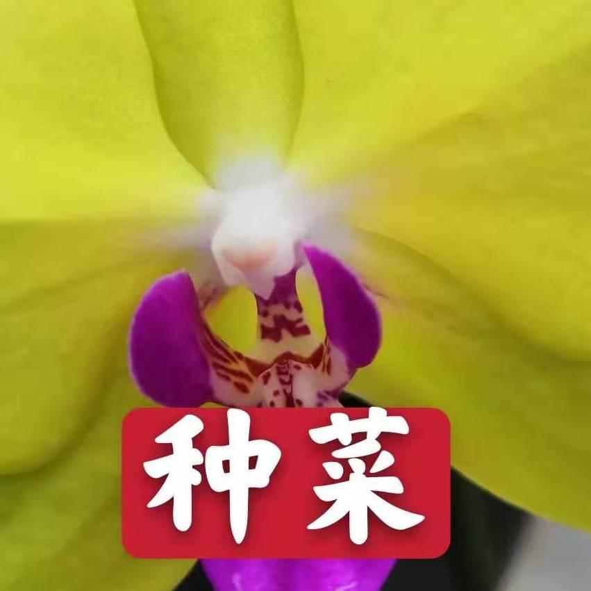 猫咪欧气大变身.种菜