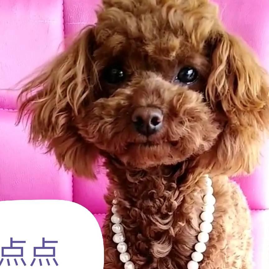 大连泰迪～点点