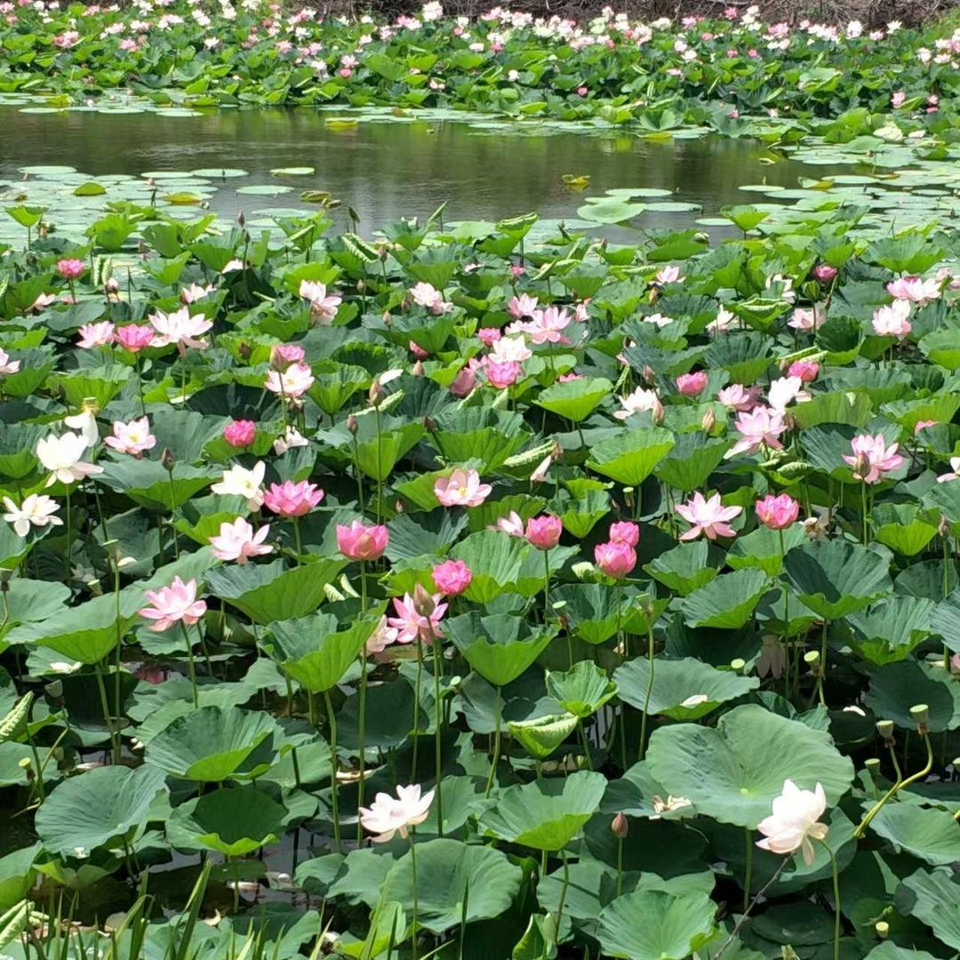 七月荷花