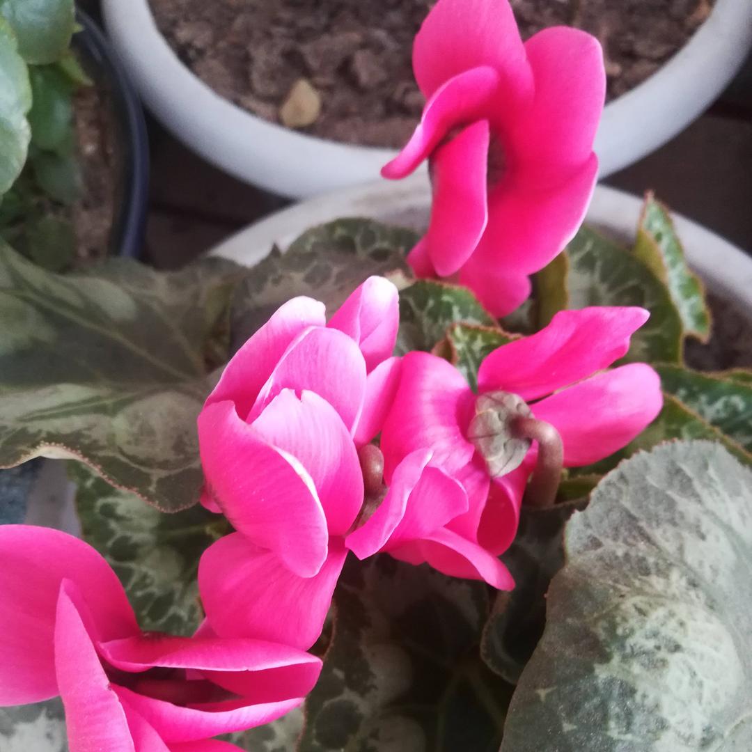 春暖花开