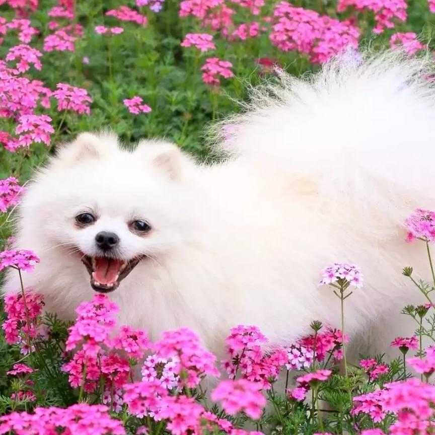 十三🌹姨