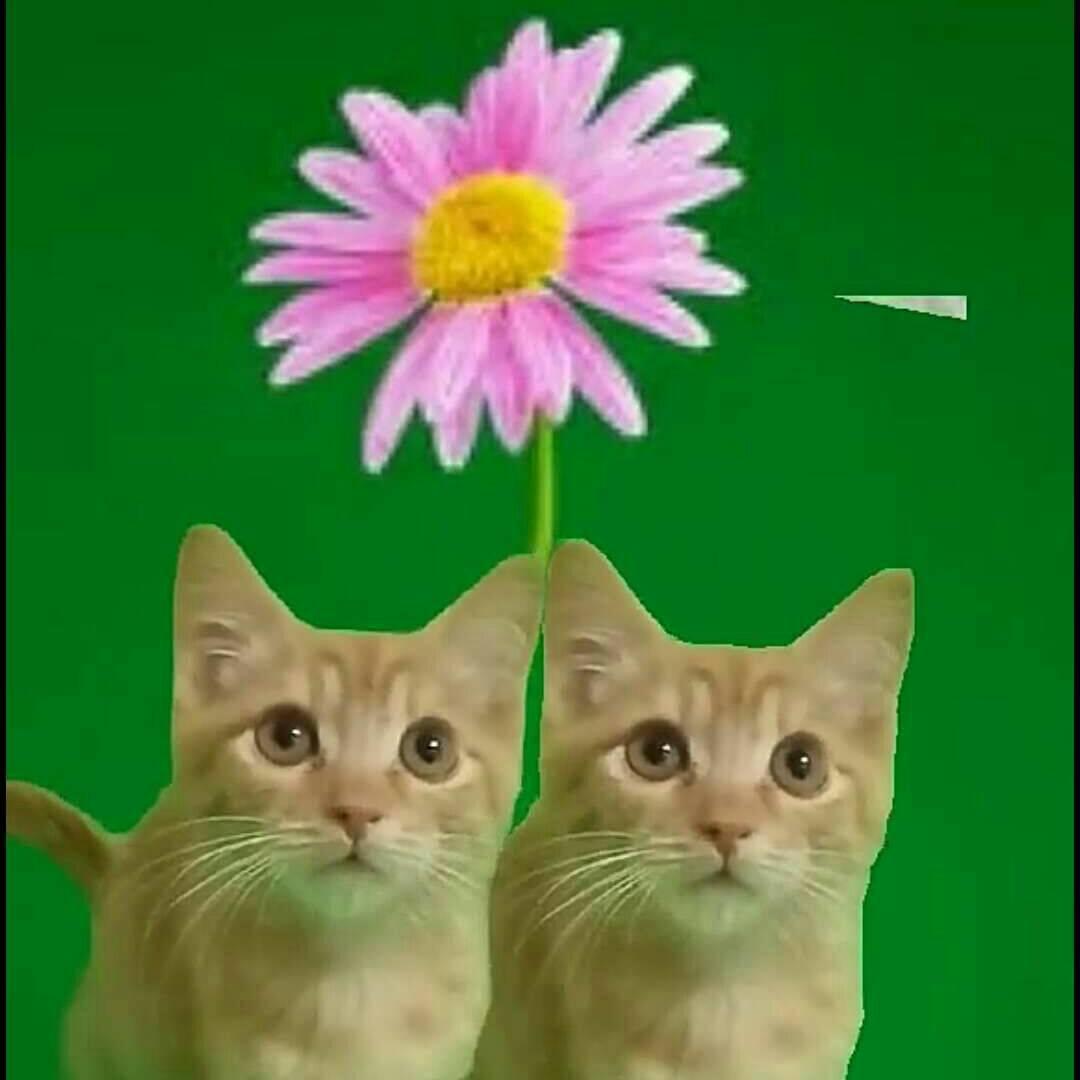 利姐家的流浪猫