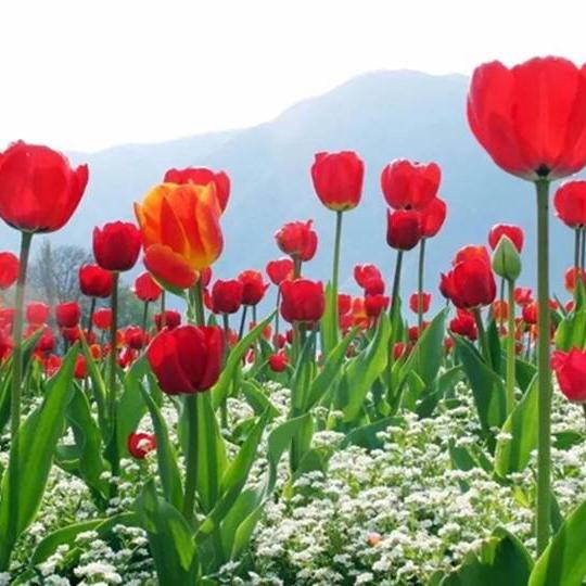 春天里的🌷
