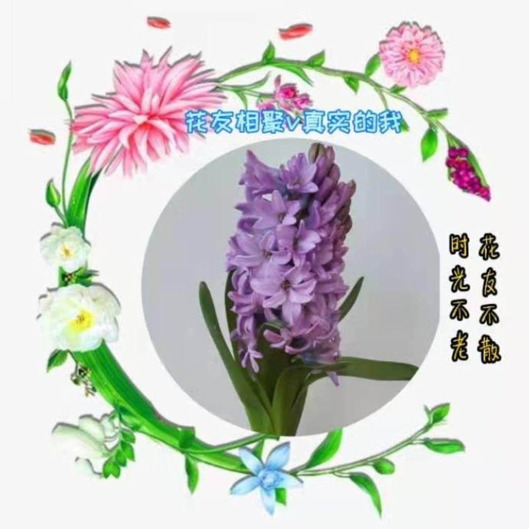 *真实的我v花友
