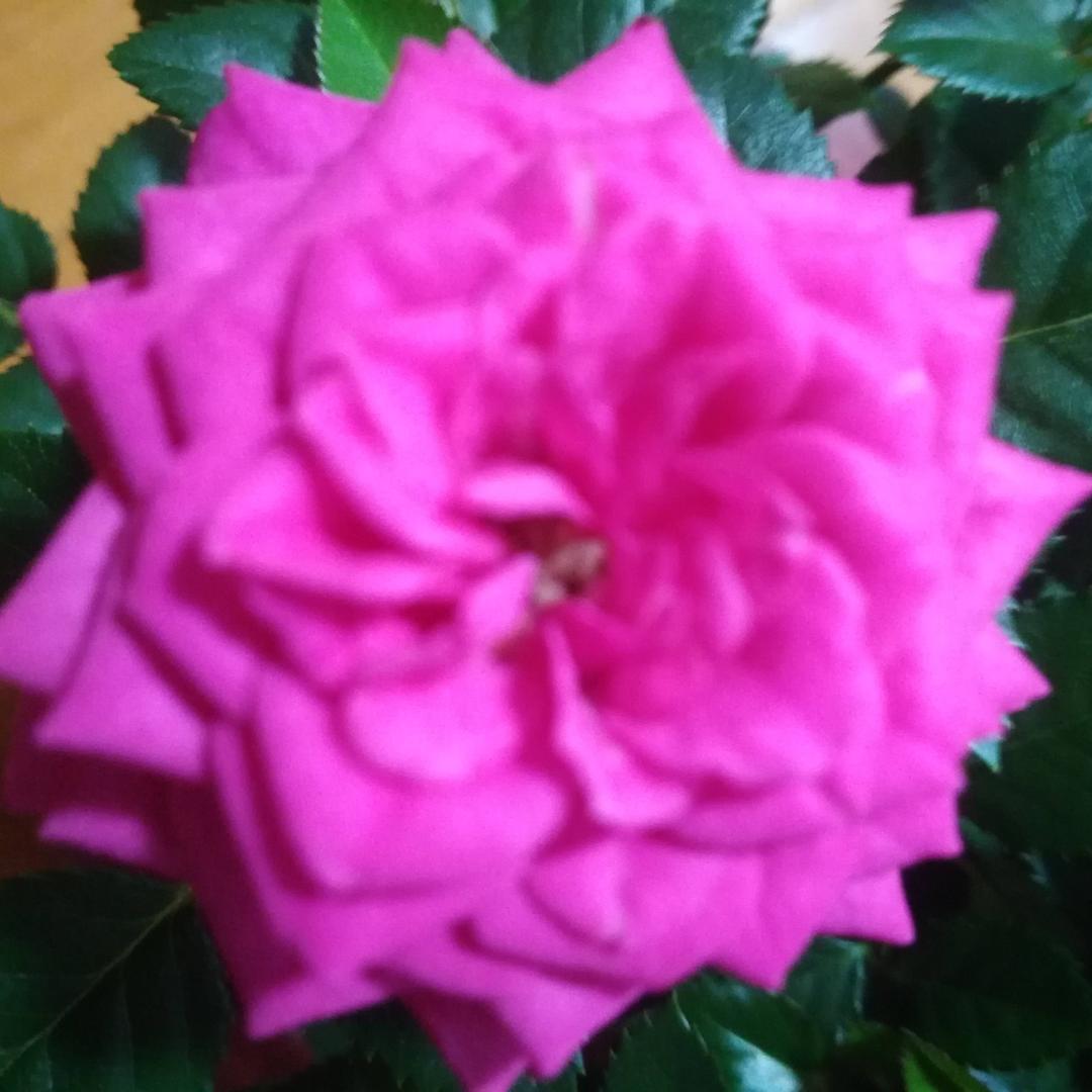 芹sister