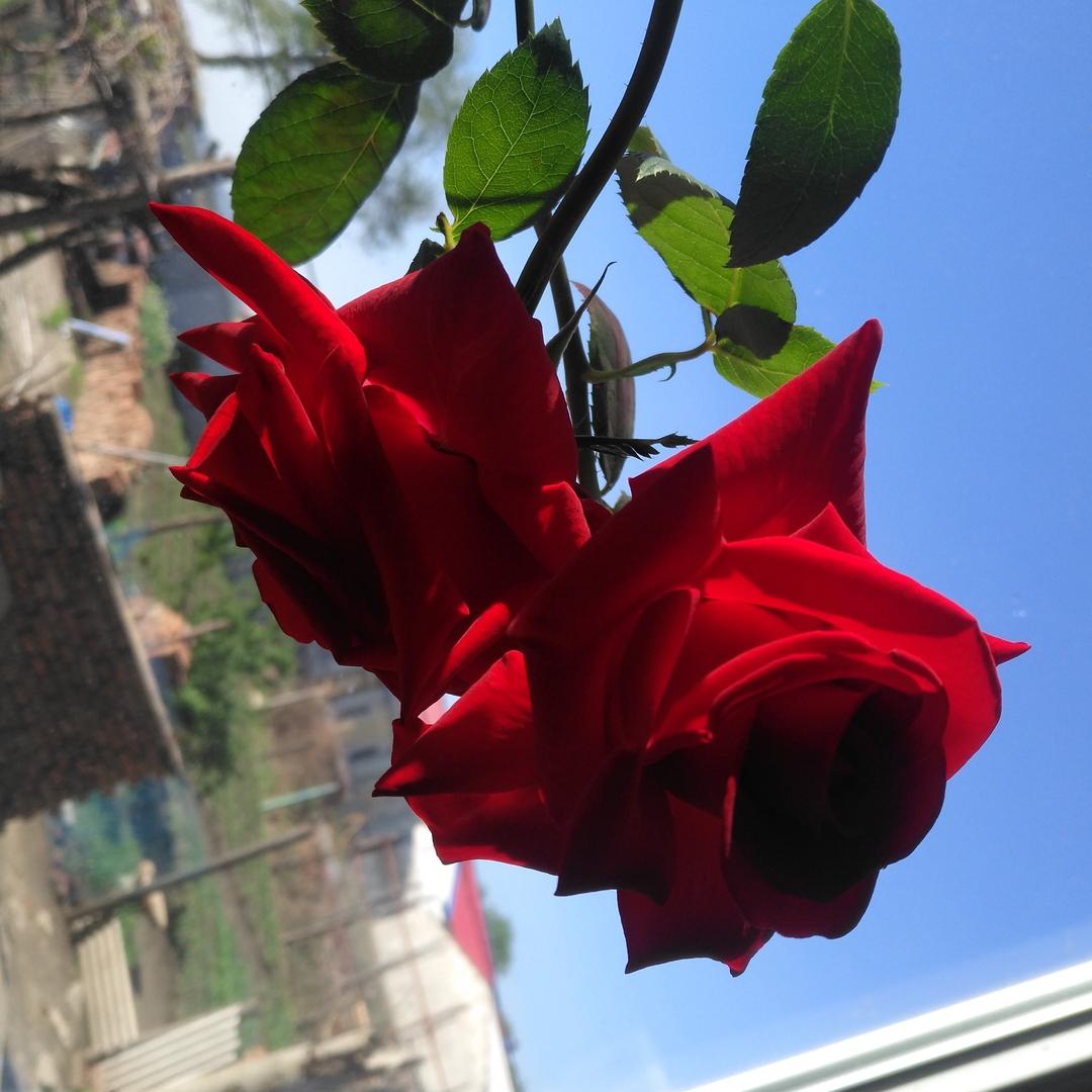 度.-