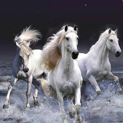 ✨XQL✨骏马奔腾