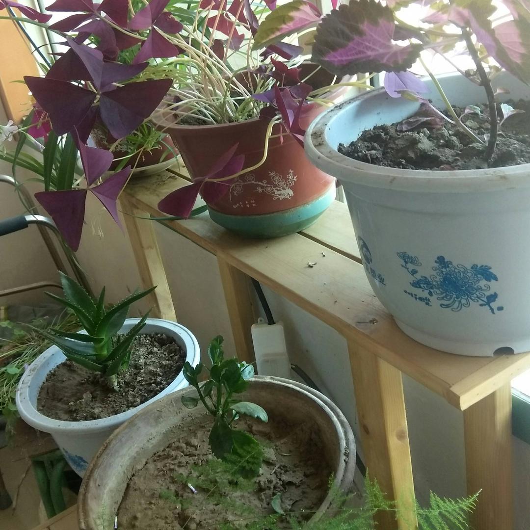 老王