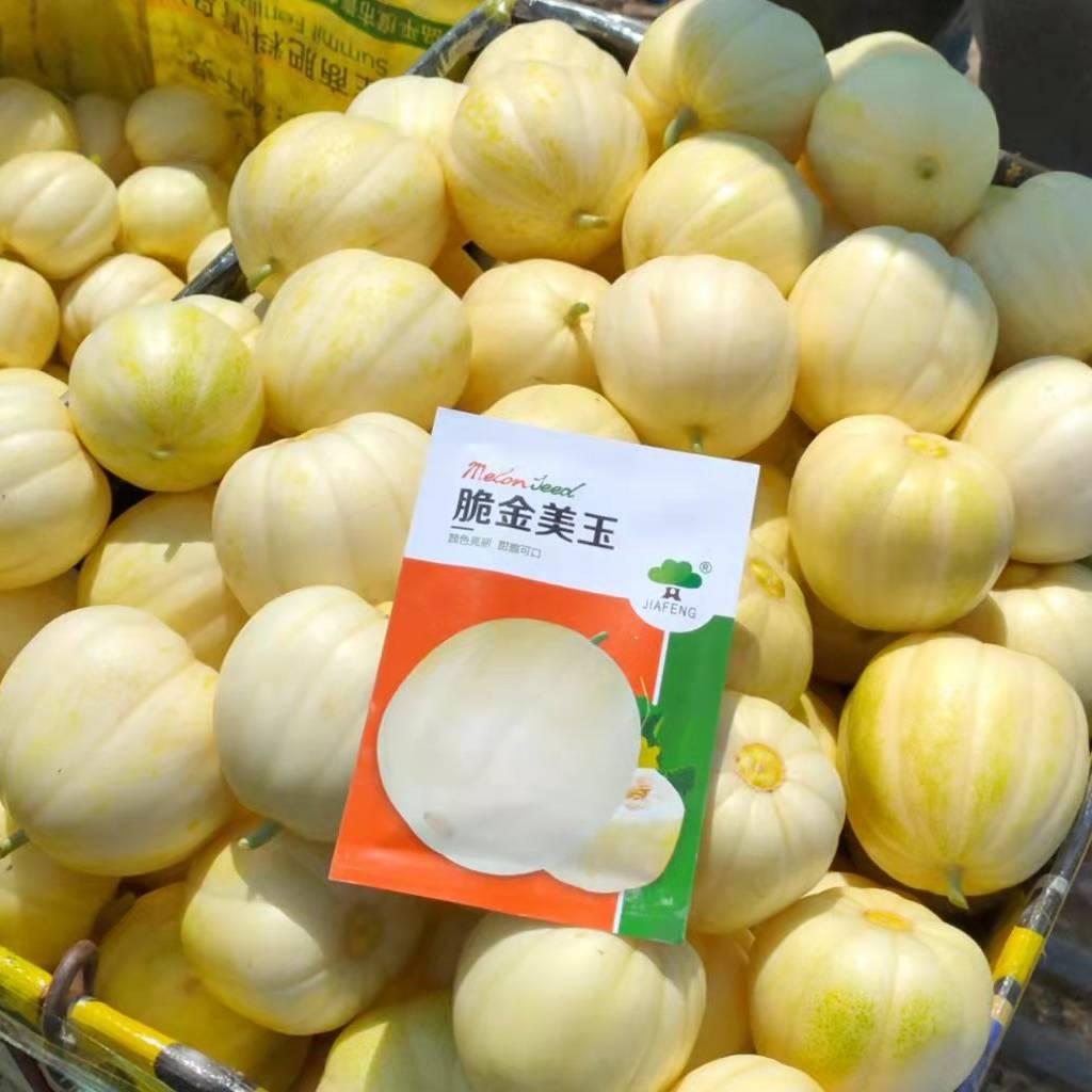 专业西甜瓜~行善结缘