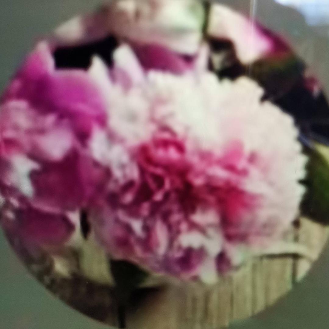 长寿花07ii008