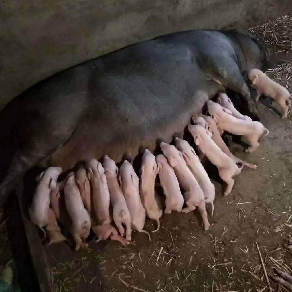 莒南县华玲生猪购销中