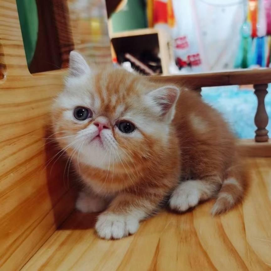 咱家的