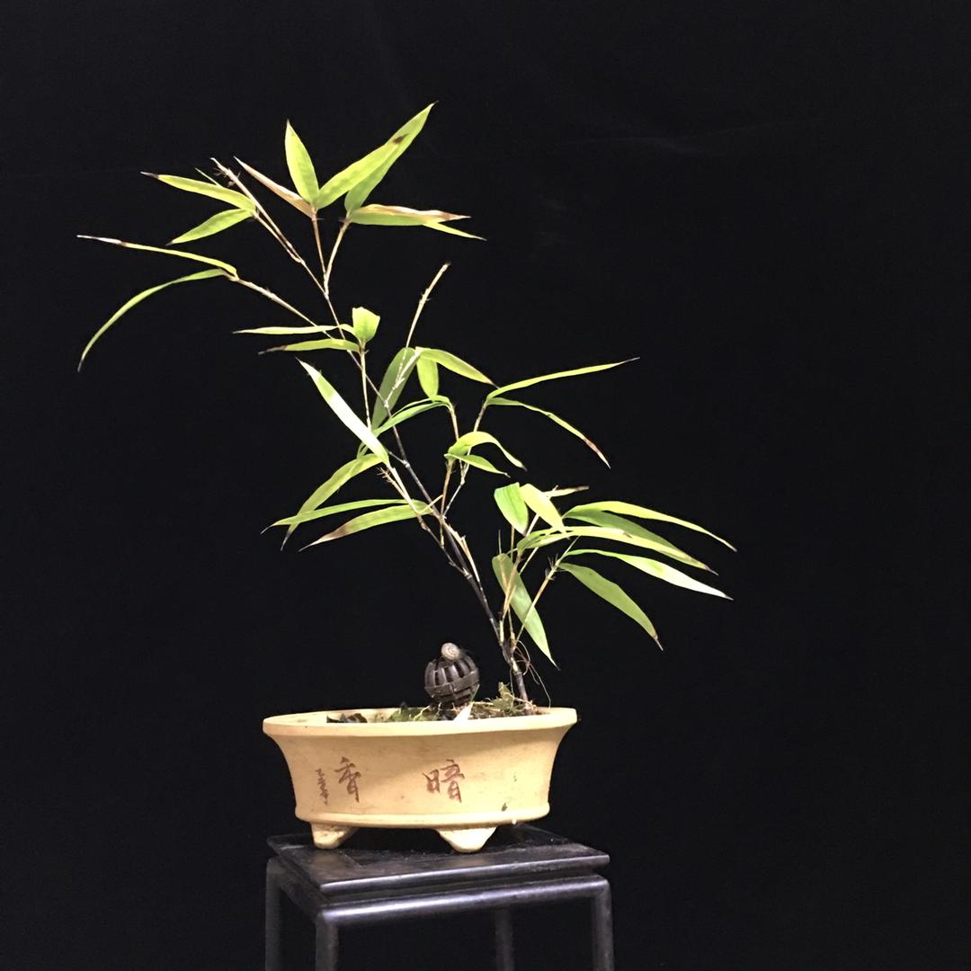 植物恋人