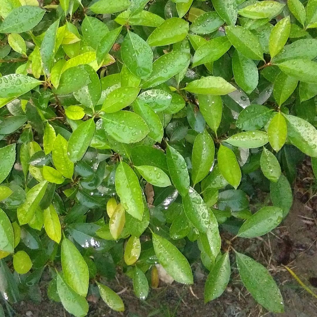 福气