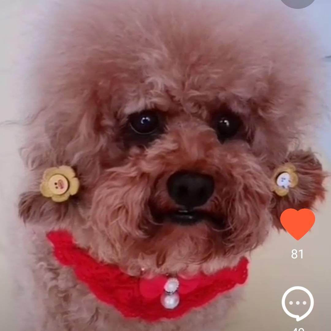 土豆🐶 小可爱