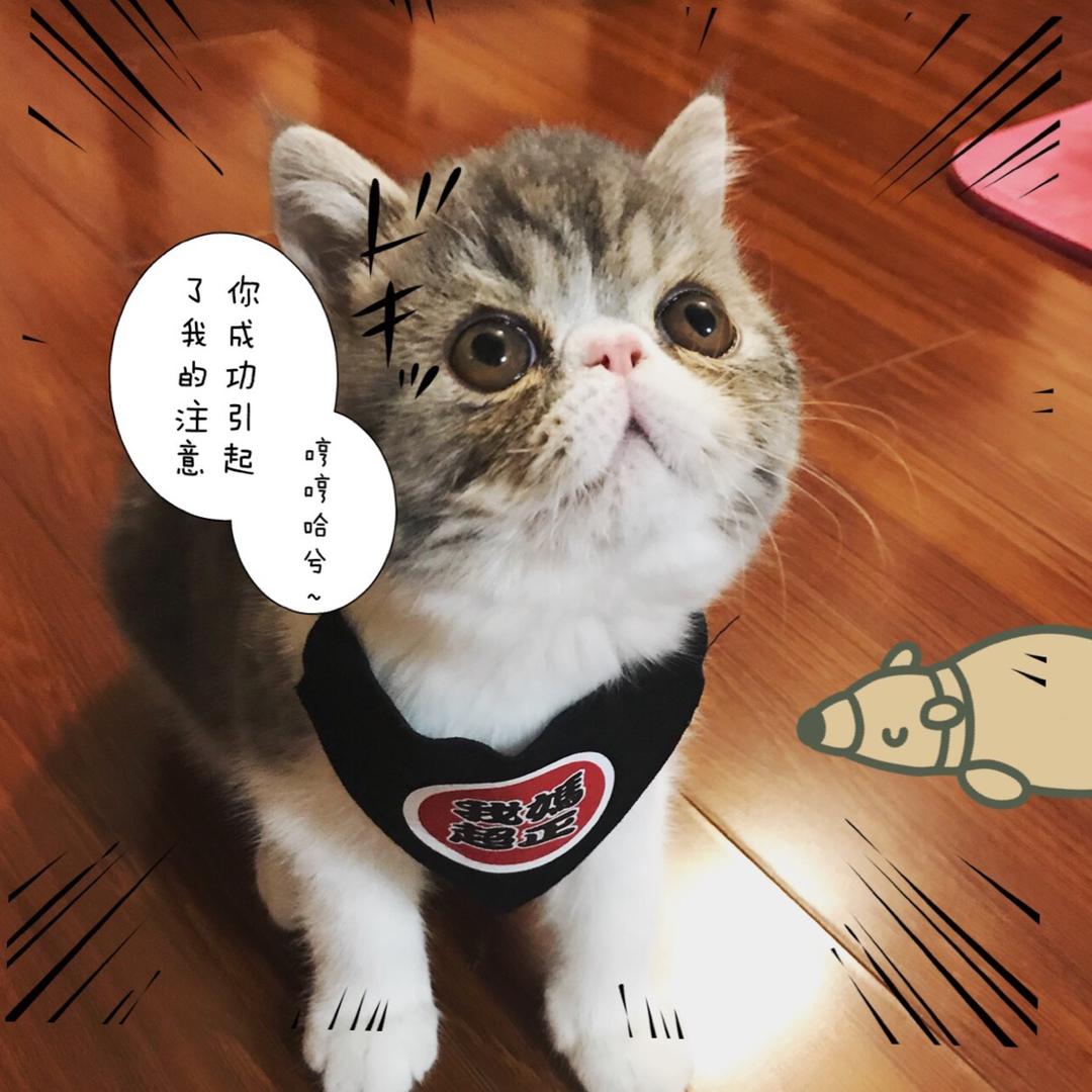 守护小八的雅典娜