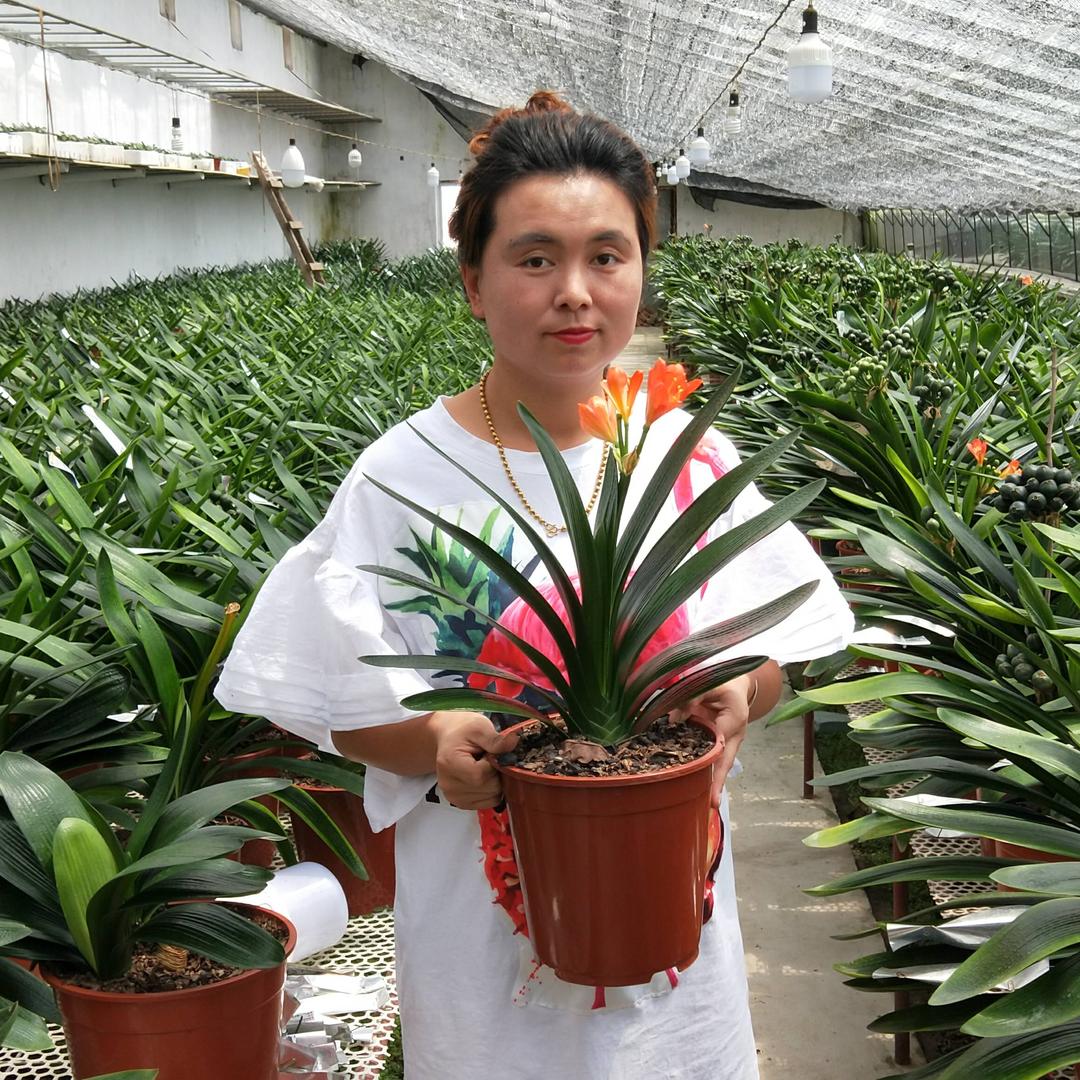 君子兰丹丹花卉