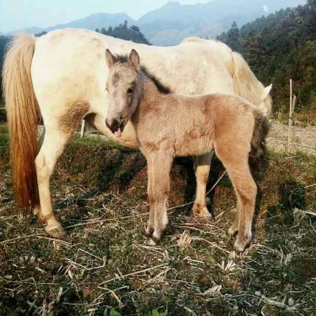 小龙马🐴
