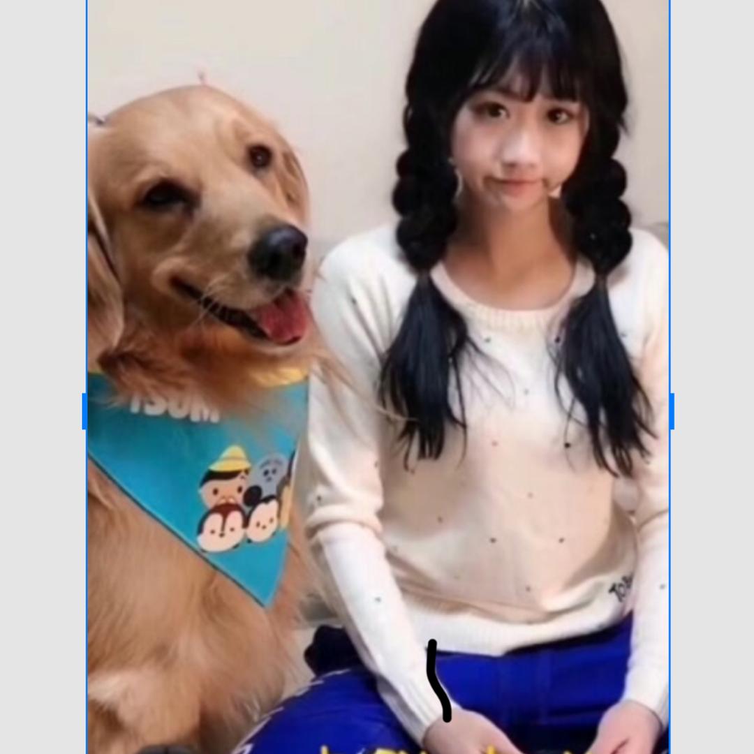 🎀家有元宝🎀金毛