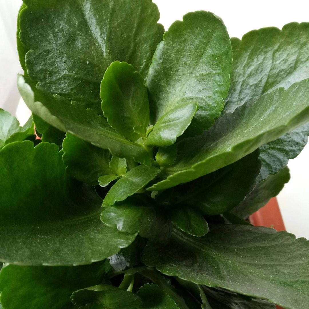 🌿惜缘🌿