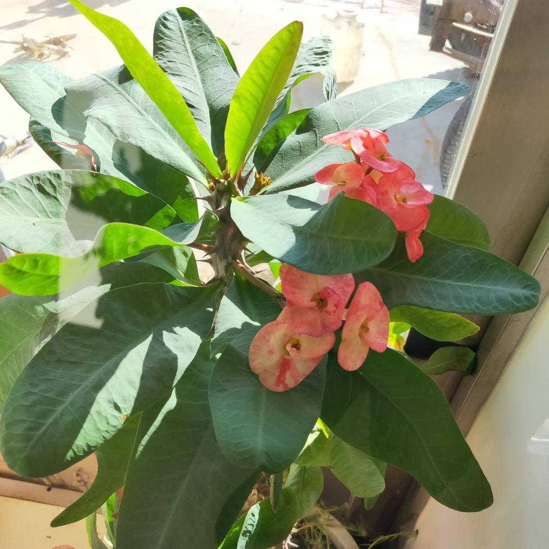超2级磨坊锈