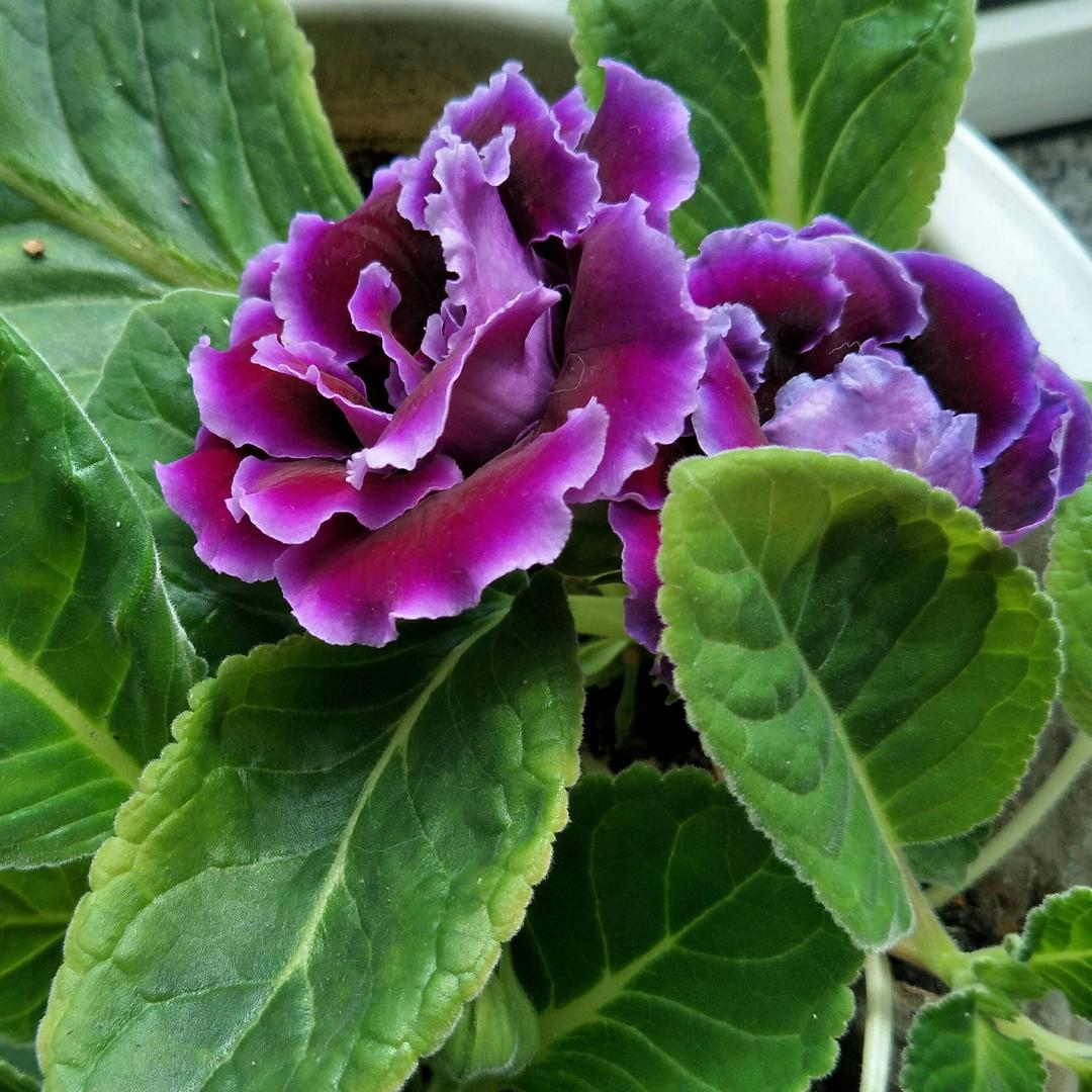芙蓉花