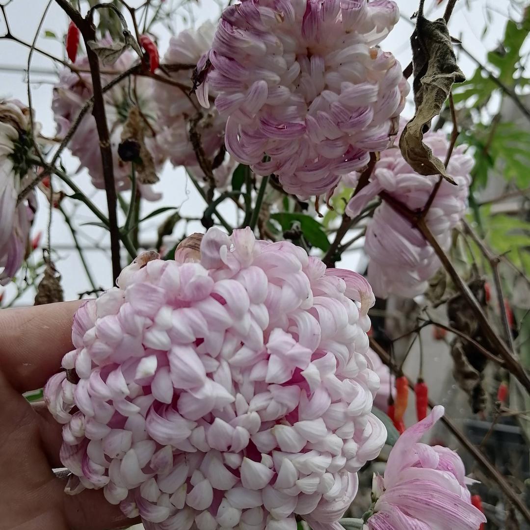 养骡子小哥