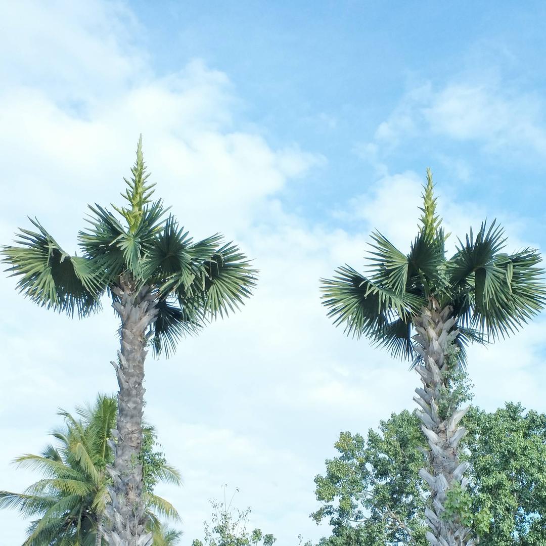 远方🍎️🍇️🌶