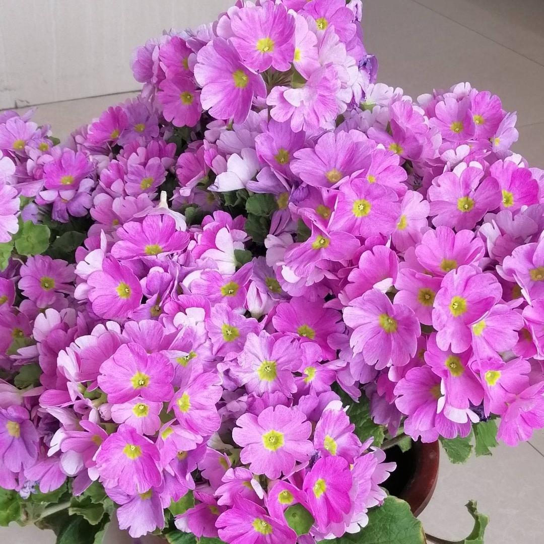 🌸家人平安🌸