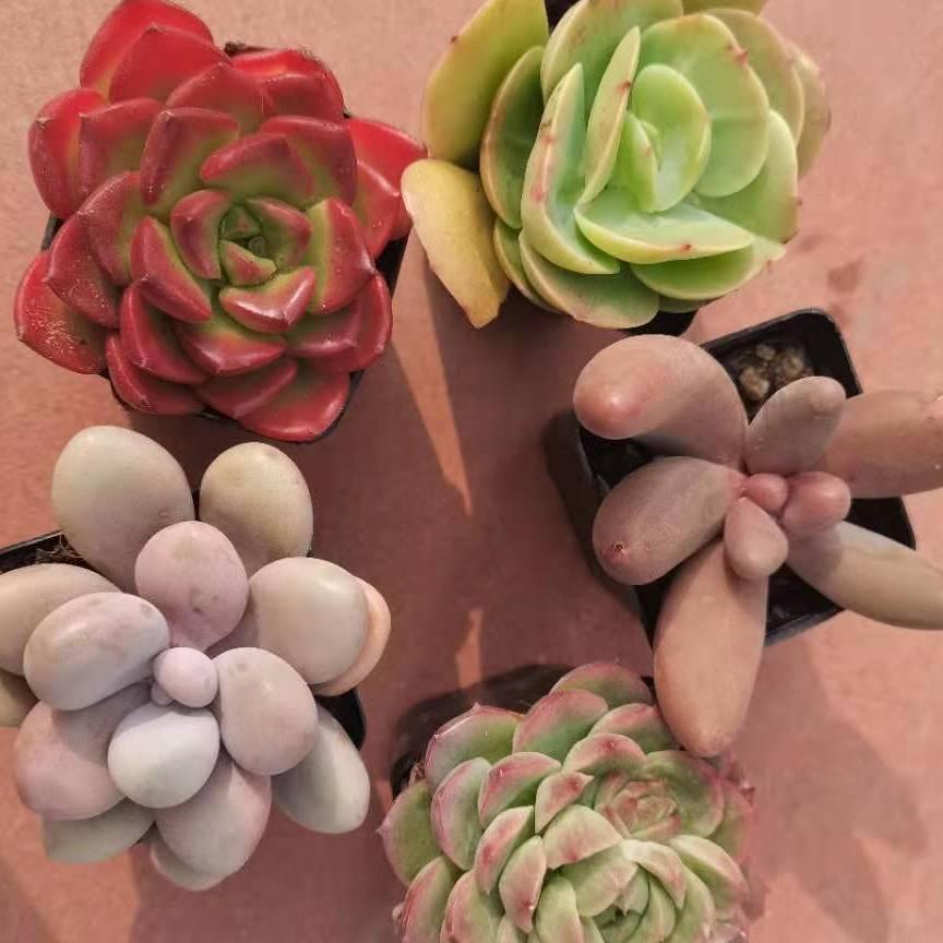 ~美丽心情~