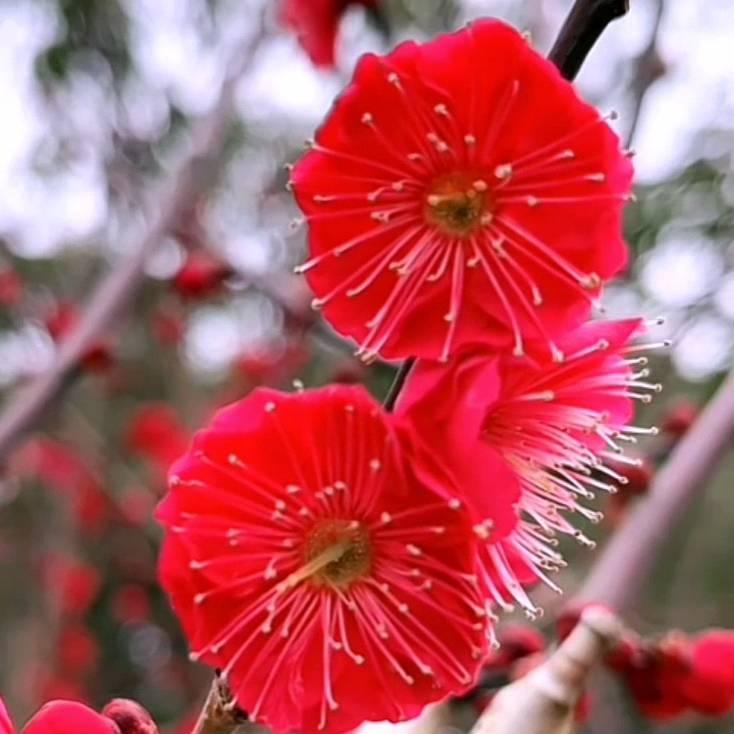 分享达人金秋向阳