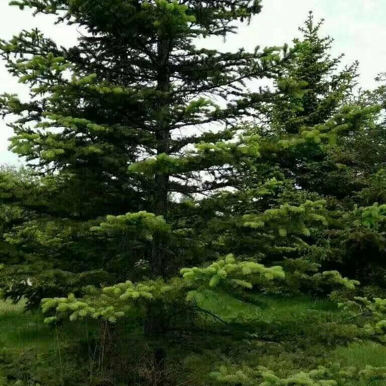 罡子