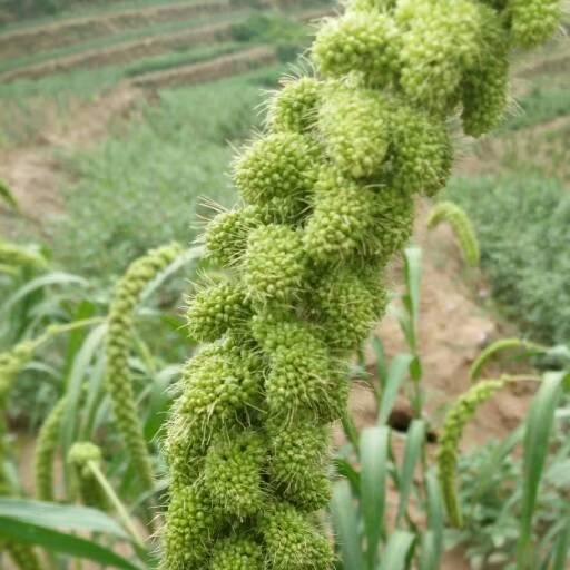 陕北高姐