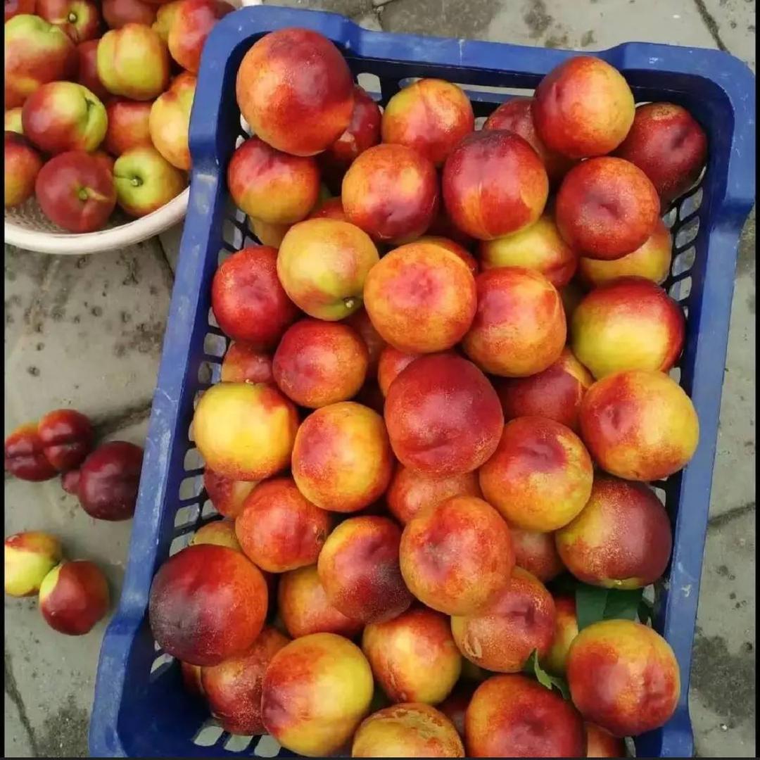 十里🍑林