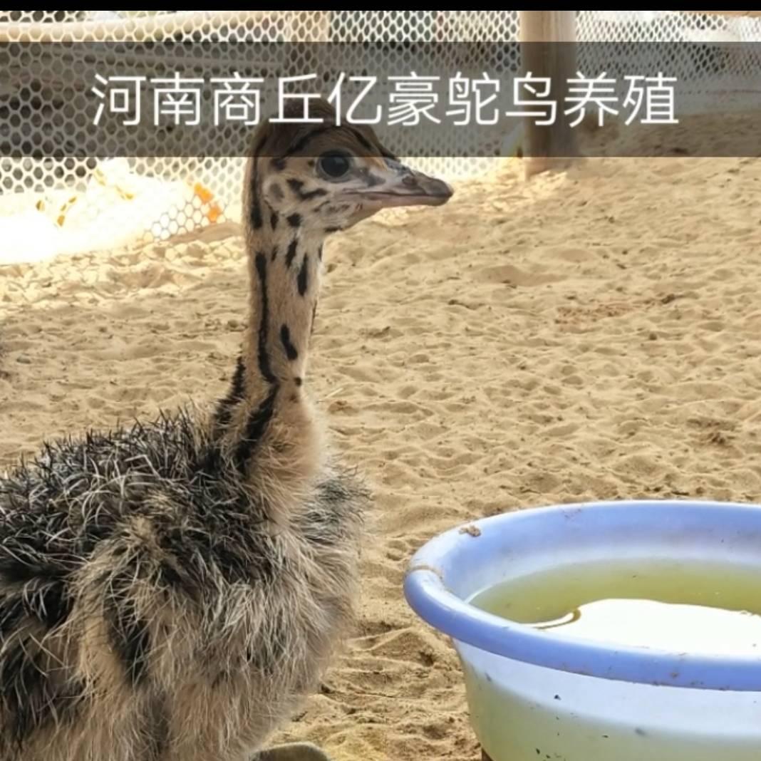 商丘翌豪养殖源头工厂
