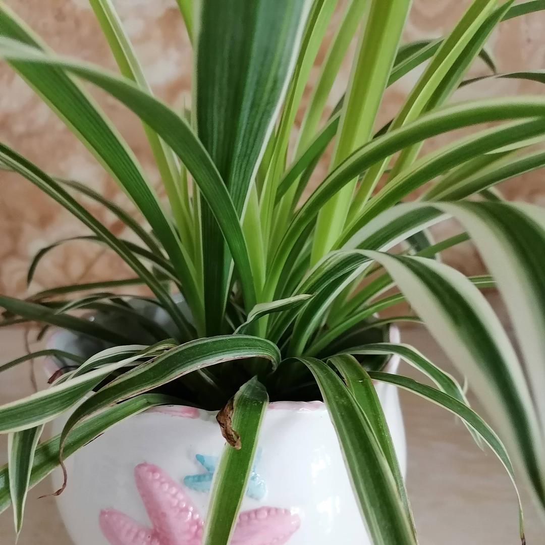 芳草