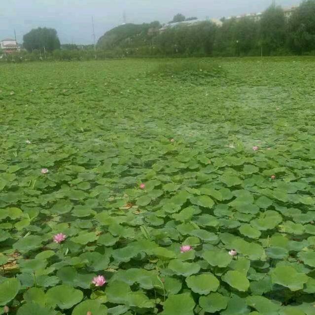 成哥