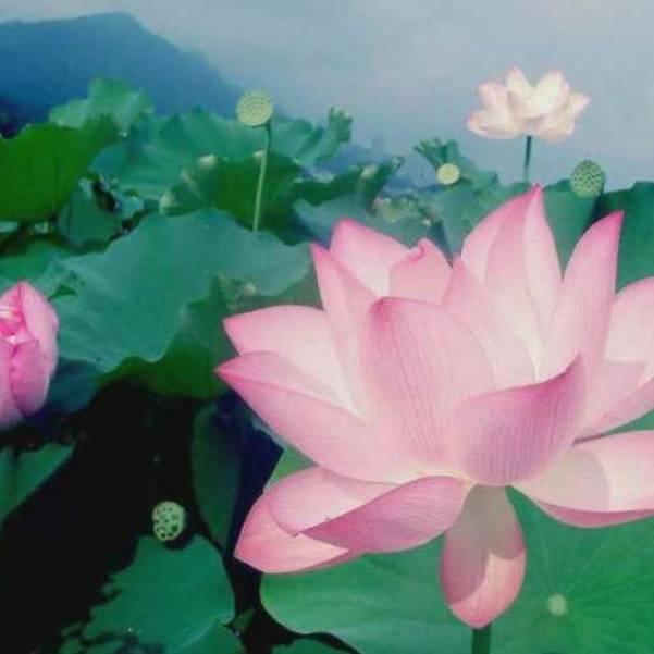 千年的莲