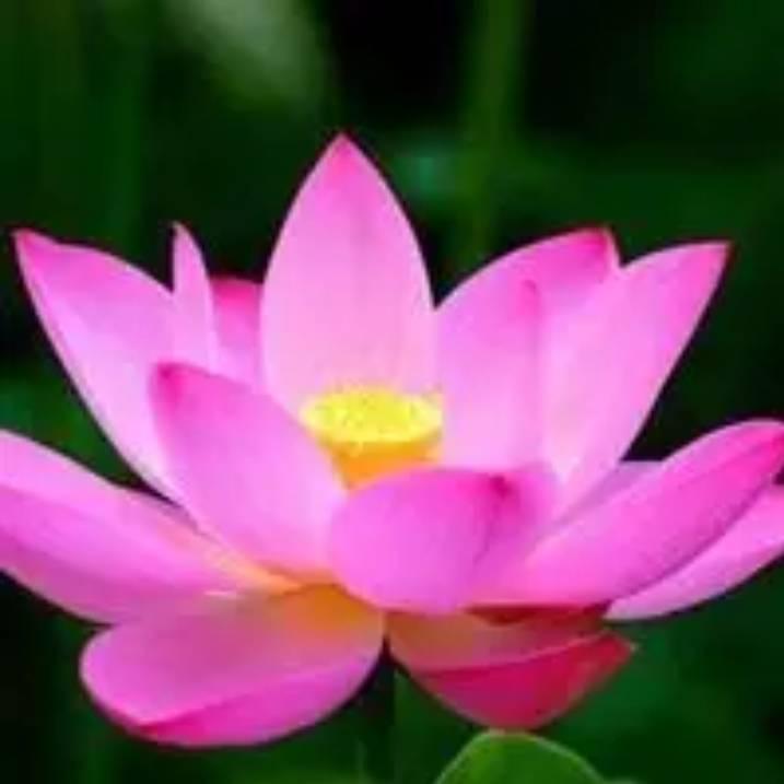 微笑(｢･ω･)｢