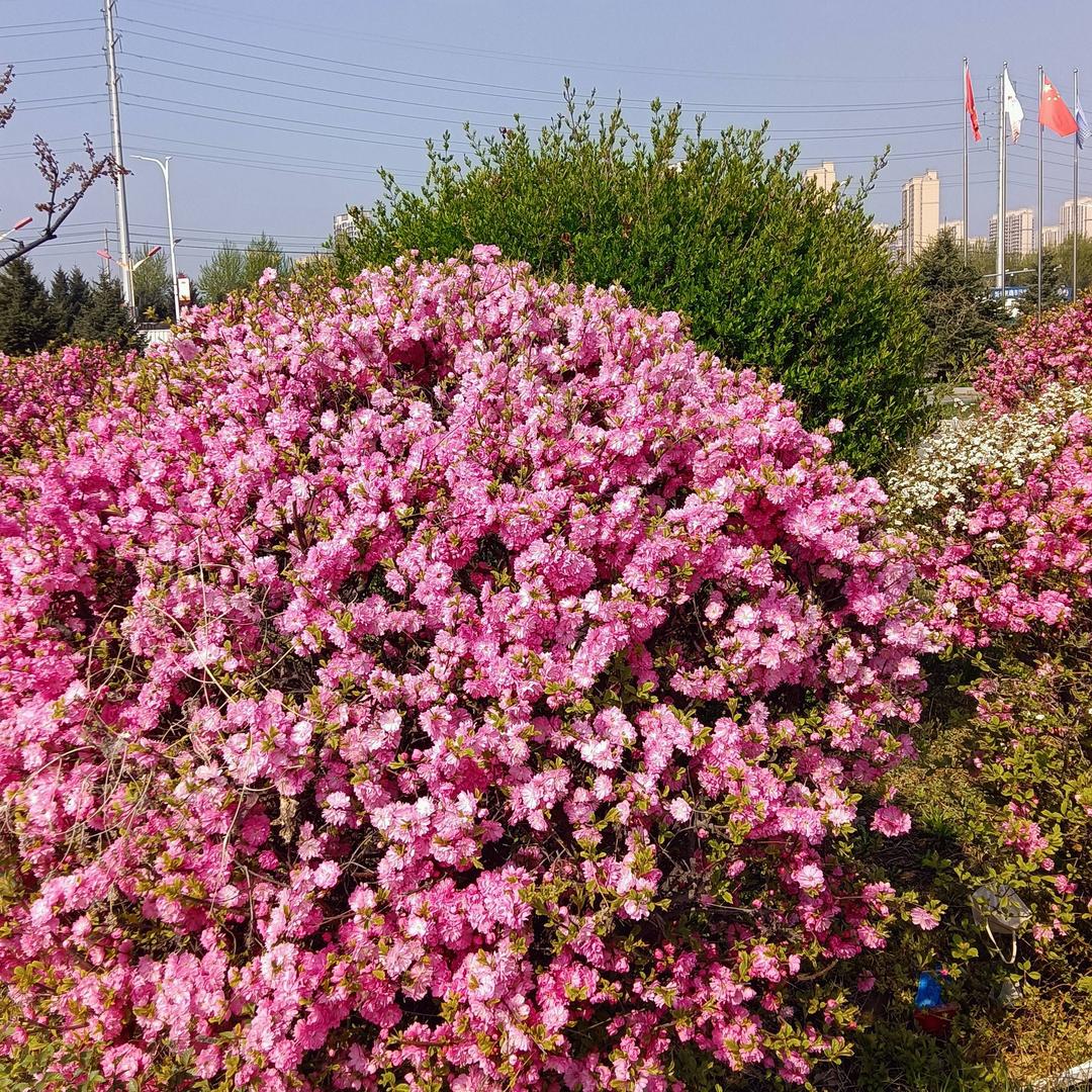 丽