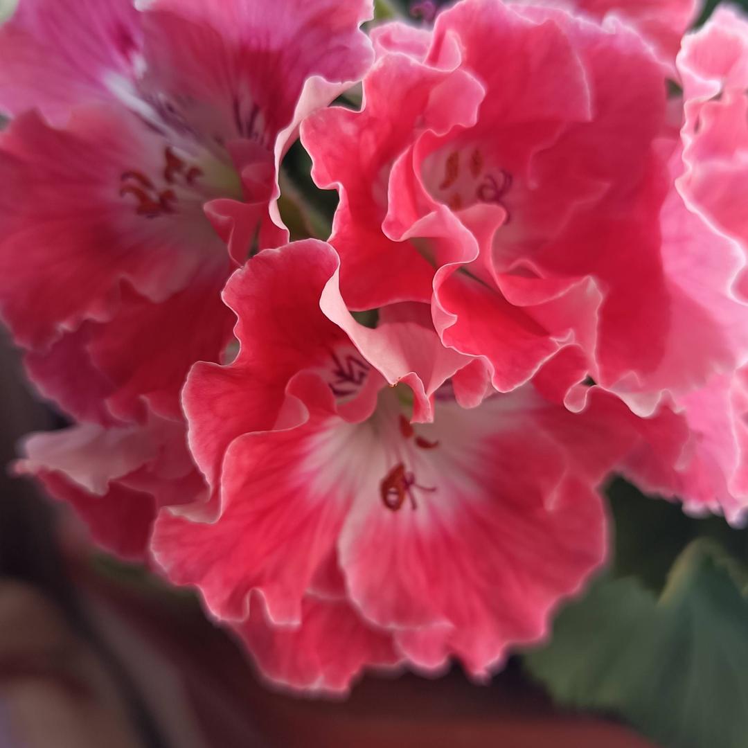 美思