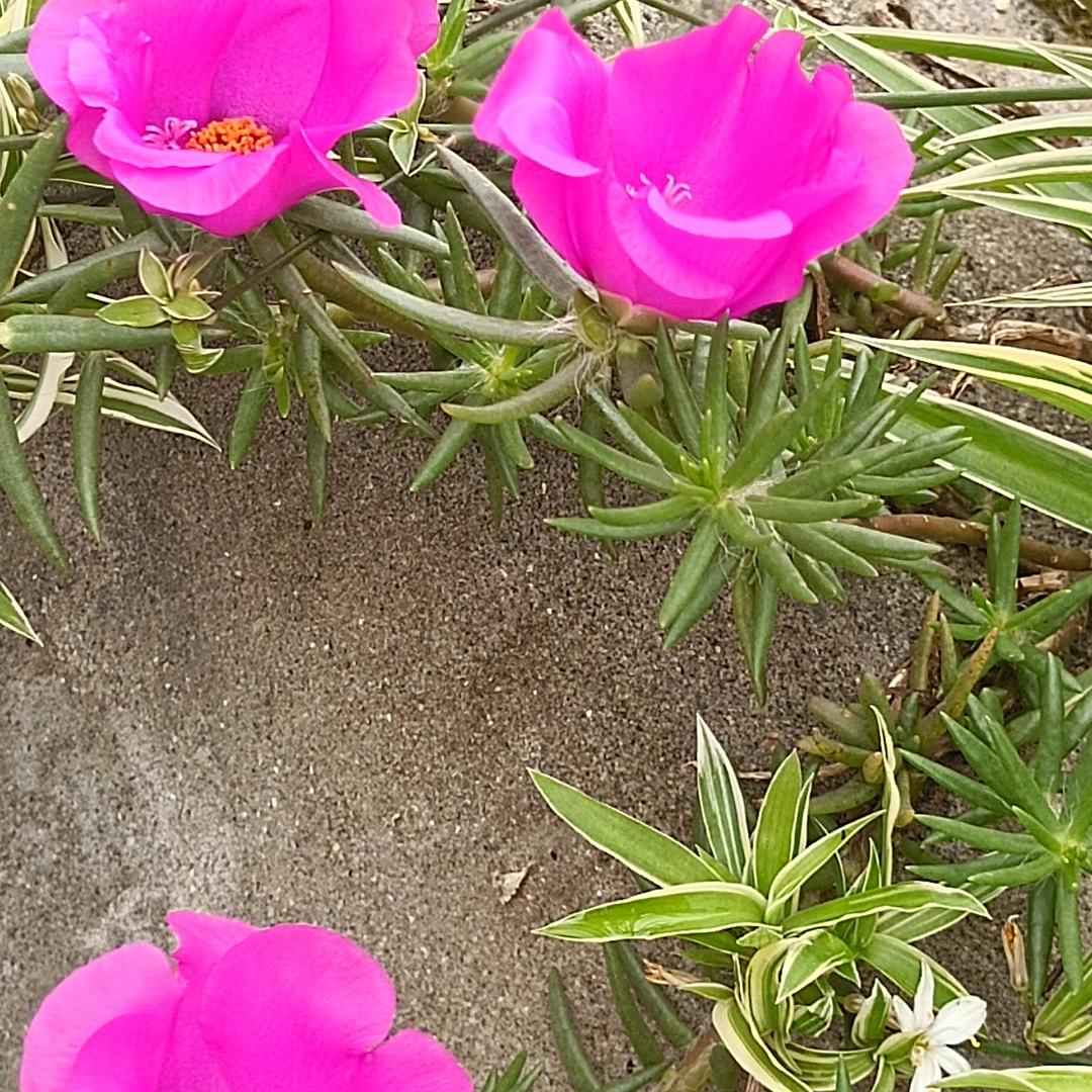幸福一家