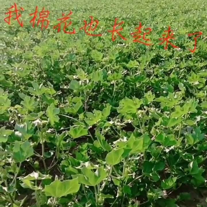 风扬的思念520