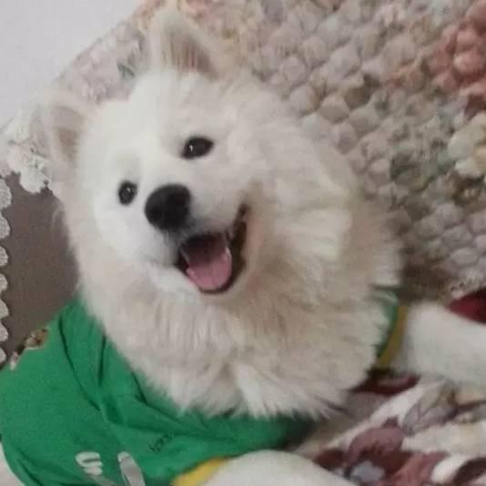 吃货三六零🐶🐶