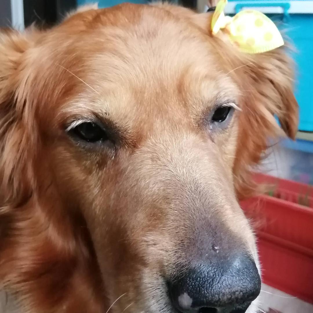 金毛帅哥🐾🌹🌺