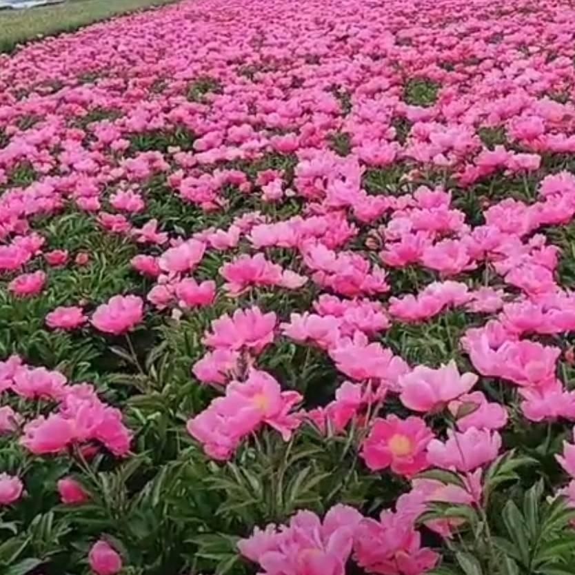 春暖花开